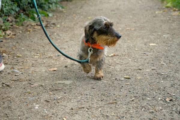 Ein ruhiger Spaziergang: Ein Hund auf seinem Pfad